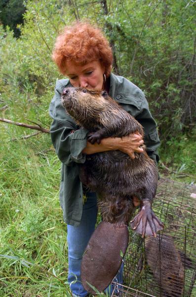 Beaver lovin