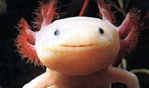 olm-salamander-face.jpg