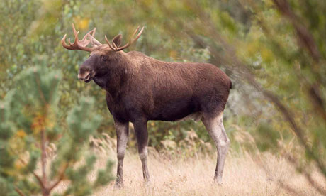 The Guardian captions this "An elk." Time to stop hiring inbred photo interns, no matter how dazzling their connections.